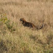  The Serengeti, TZ